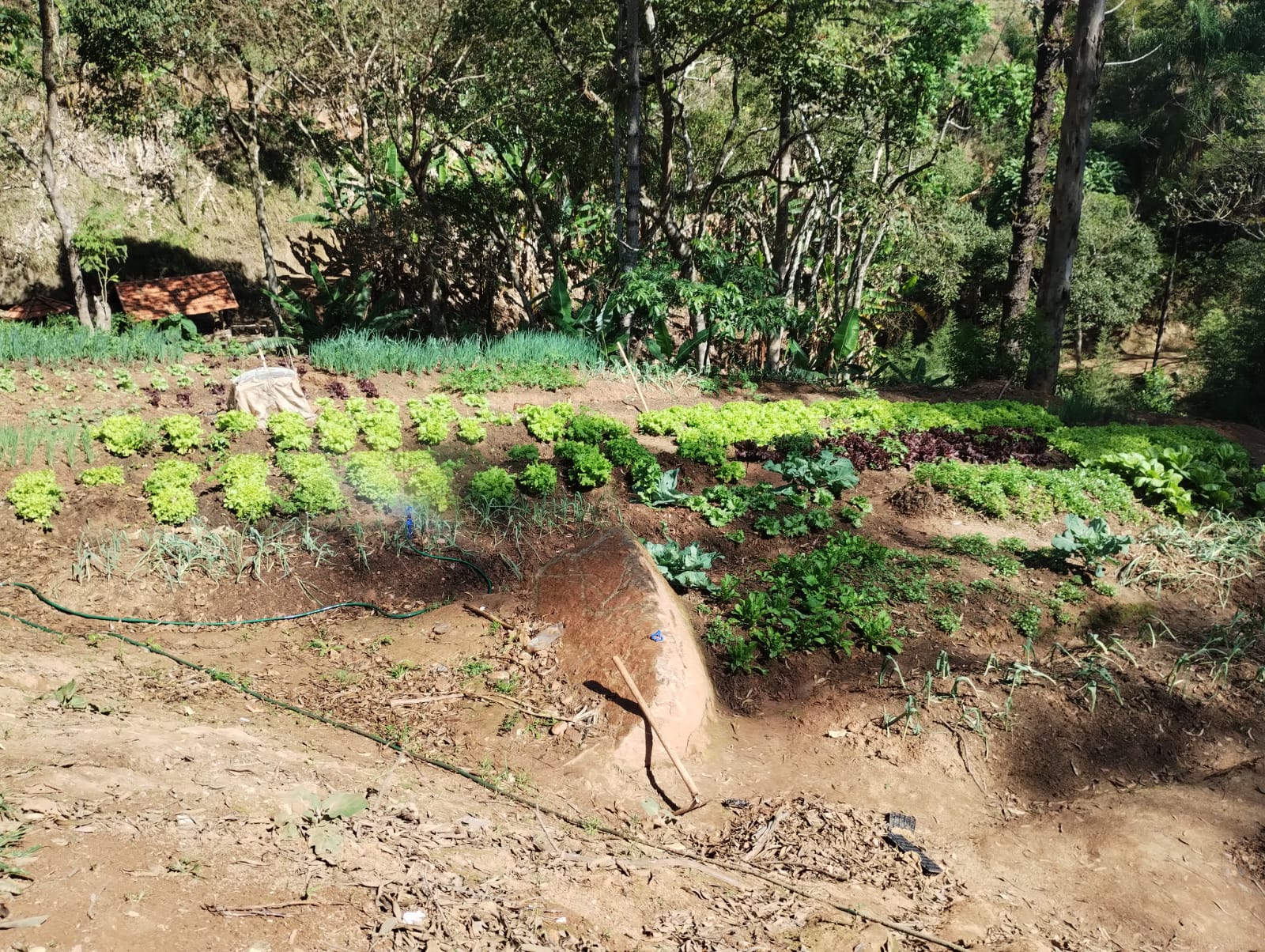 Cultivo de hortaliças